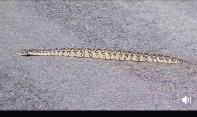 A non slithering snake