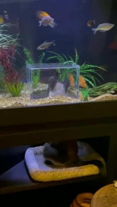 Aquarium for the cats