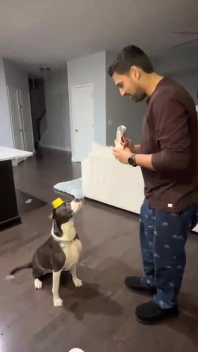 This guy just turned 6 today, so he's officially older than his owner