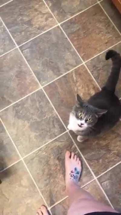 I tried to post earlier but my phone kept messing up. This is Cat. She demands to be pet/held all the time and will meow at you endlessly until you let her jump into your arms.