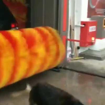 Linda, a stray dog in Turkey, comes to the same car wash a couple times a week to use the automatic petting machine