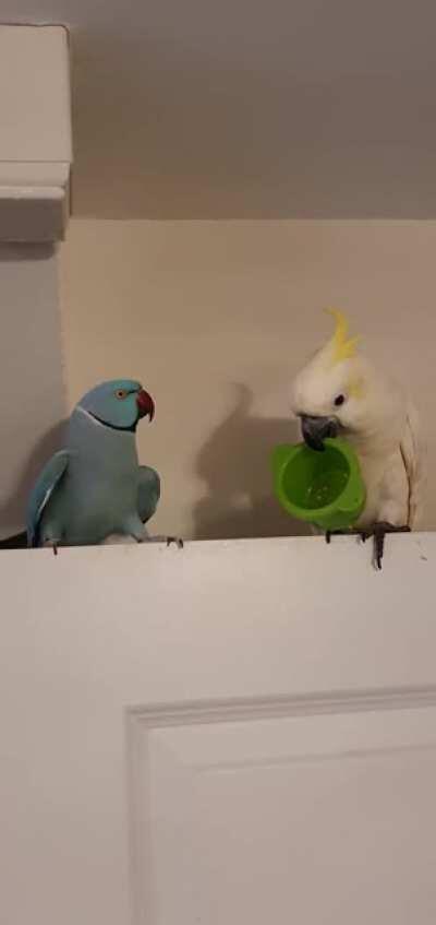 Give me a kiss... fine to heck with your stupid cup then