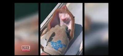 a stingray being tickled