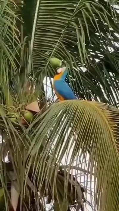 Сине-жёлтый ара и кокос