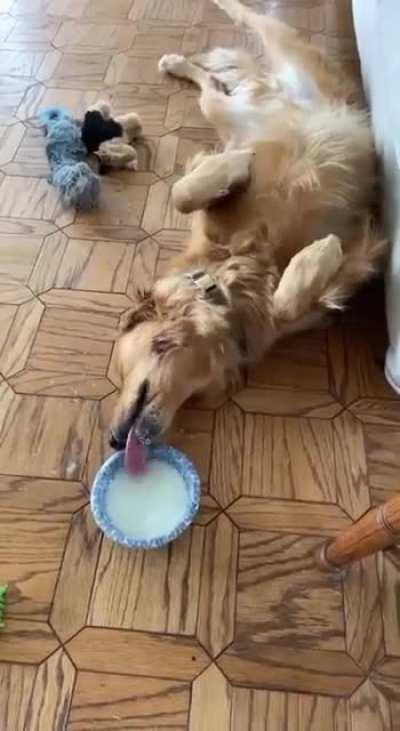 Any of your Goldens this lazy?