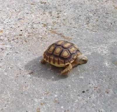 Frightening display of pace from Dave today