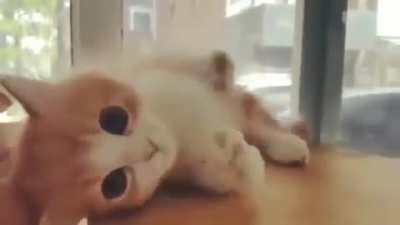 Kitteh is pleased...