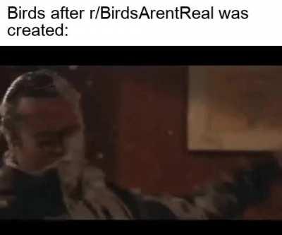 So long, birds