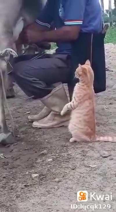 Hold my catnip while I drink some fresh milk