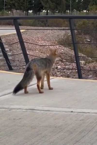 Apareció un zorrito en la Plaza de las Banderas en Neuquén y se robó el show
