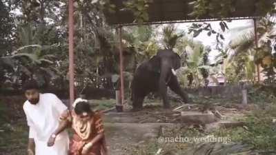 What if the elephant didn't like the groom