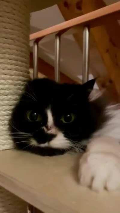 Meet Fleck. She got a new scratching post