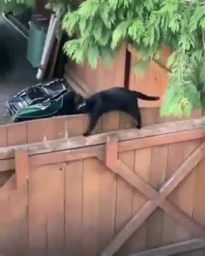 Black cats are the best cats