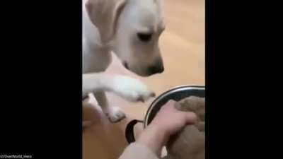 Let the little one go, human