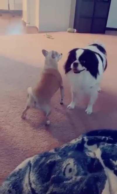 Solta putaria! pepeD