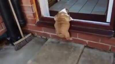 Big Step for Little Chonker