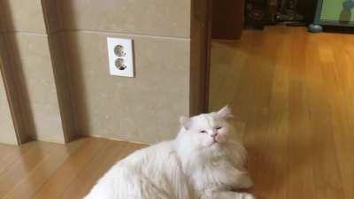 People: “Use a spray bottle as a deterrent!” Mr. Couch: