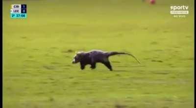 Possum invades a brazillian soccer match, without rushing, on it's time.