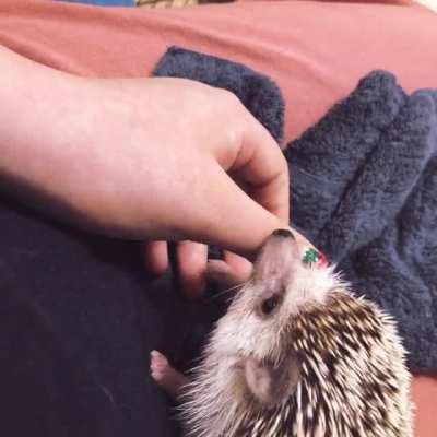 The way he asked me to pet him is like a dog :3