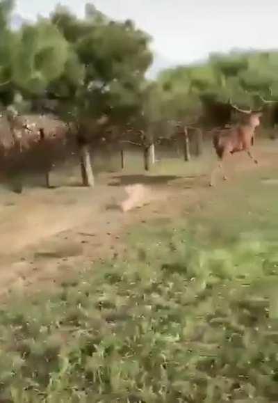 Just dont get trampled...