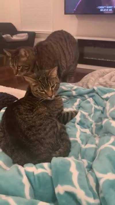 Littermates 😺😺