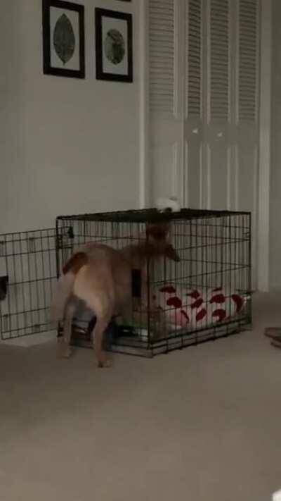 Diego showing the world that not all cattle dogs are wicked smart 🦊