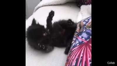 filho da toninha burro pra cacete