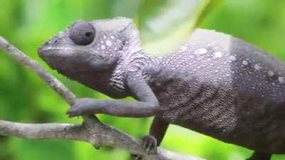 Хамелеончик, наглядно