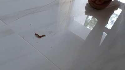 asia girl vs centipede