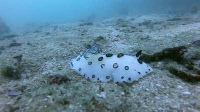 Stumbled into this guy earlier today. Oreos anyone?