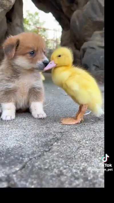Puppy with chick❤️