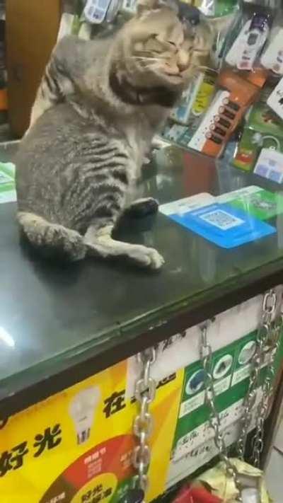 Self back scratching cat.