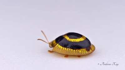 A golden target tortoise beetle