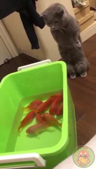 Царский подгон