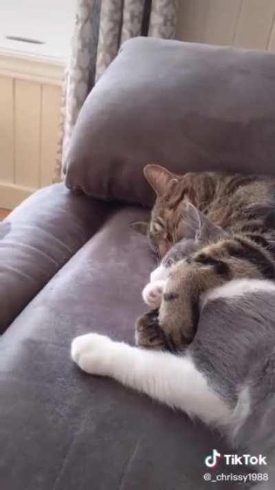 Heart warming and so lovely 😻