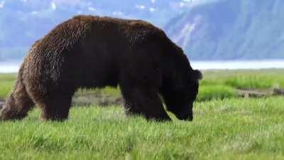 Brutal fight between two Alaskan bears