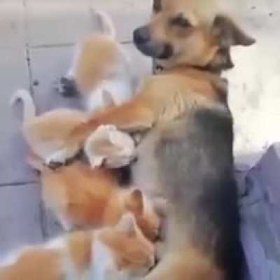 Foster mommy feeding the kittens.. 😊