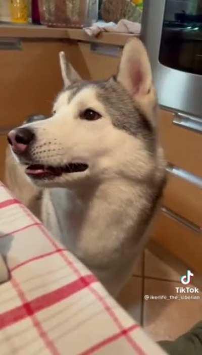 And they say dogs can’t talk