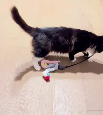 Why does my foster cat meow like this whenever she plays with this specific toy?