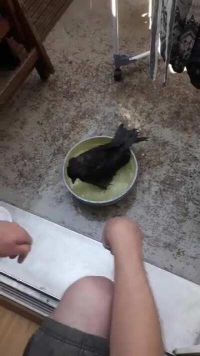 Driven by the extreme heat, a raven came to our balcony and asked for some water. Look how much he enjoys his bath!