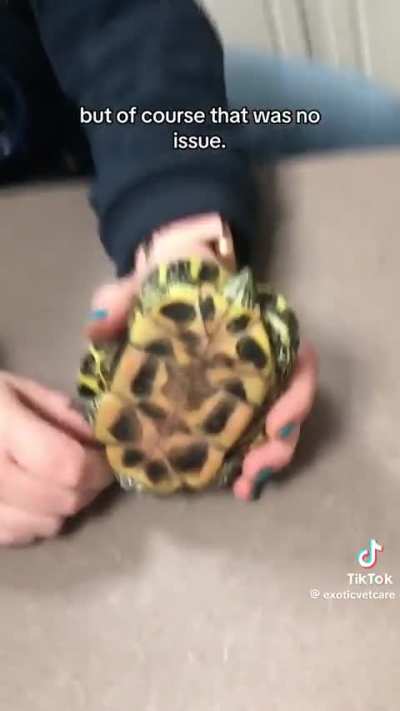 A turtle getting a toy gemstone removed, that was stuck in its shell