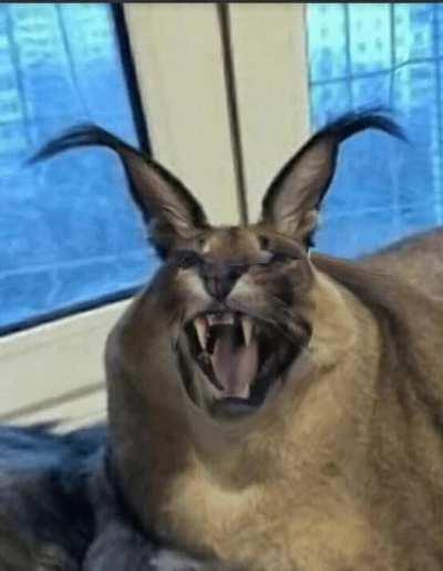 Hey guys it's me big floppa