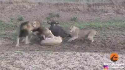 [X-post from r/HardcoreNature] Lions mixing up their priorities
