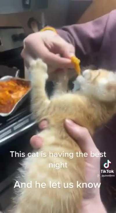 Guys giving a cat lasagna