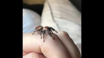 Our snuggly girl Matilda 💖 she’s a p. Regius jumping spider who happens to be quite the cuddle bug. Hope you love her as much as I do 🥺💖