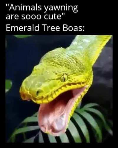 Aww... Animals yawning.