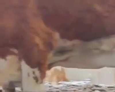 Two cows milking each other 