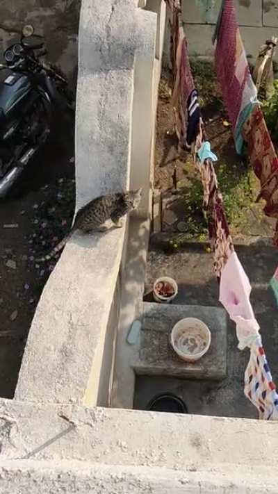 I sneaked up on a cat