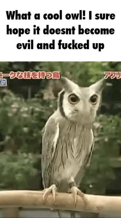 Owl