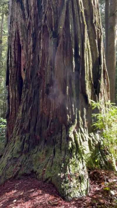 PNW “Old Growth Redwood” almost appears to be exhaling into the cool air